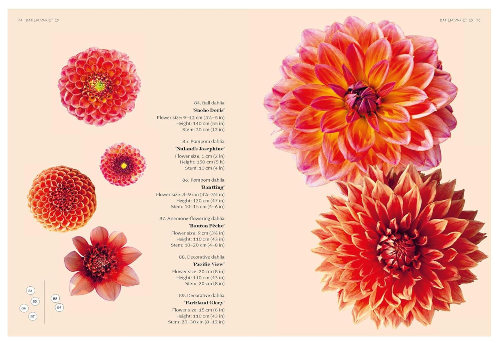 Dahlias: Inspiration, Cultivation and Care for 222 Varieties - 13 Hub Lane   |  