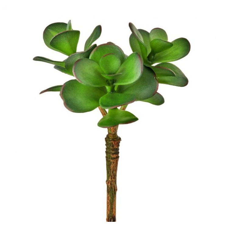 Triple Jade Succulent