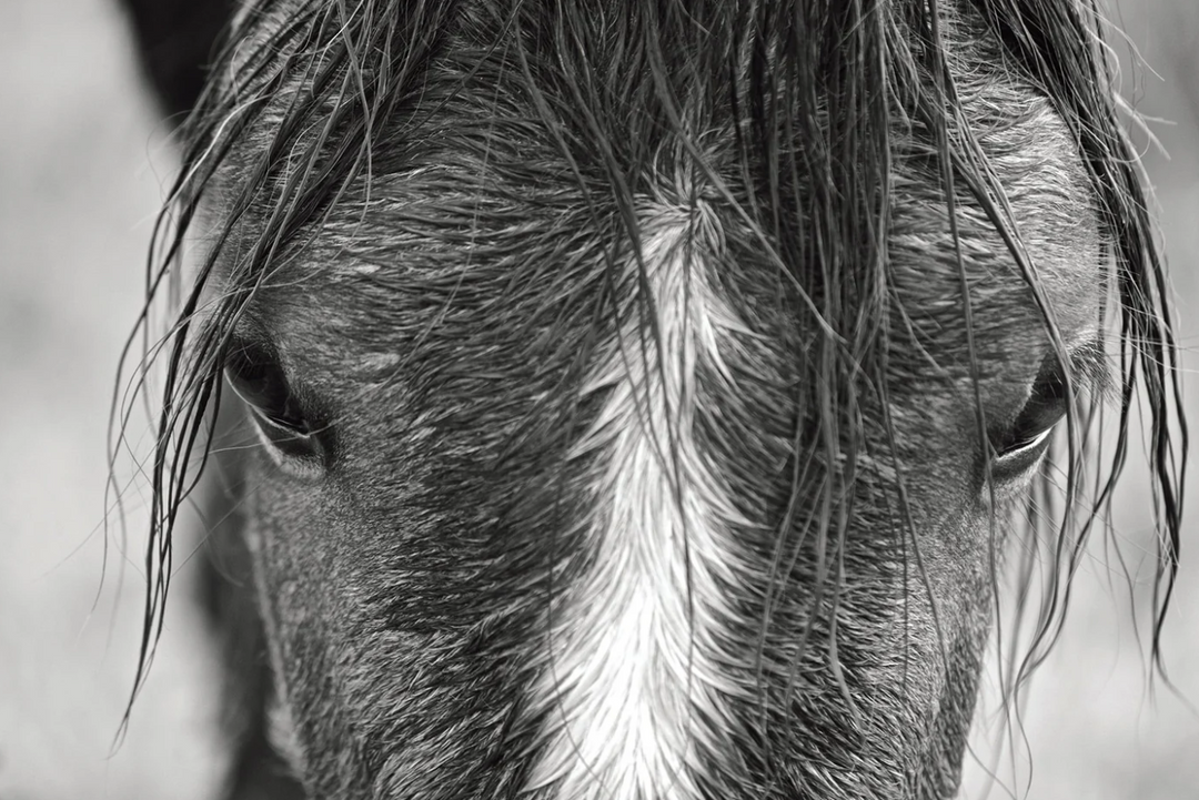 Wild Horses of Cumberland Island