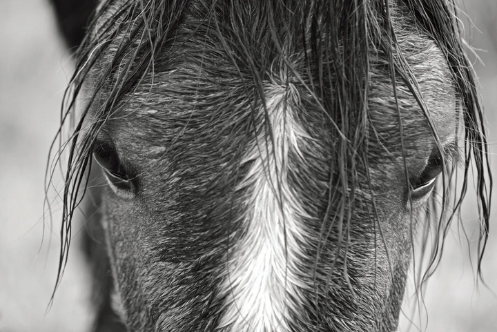 Wild Horses of Cumberland Island
