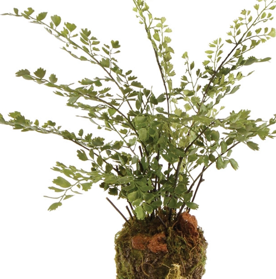 Maidenhair Drop-In - 13 Hub Lane   |  Drop-Ins