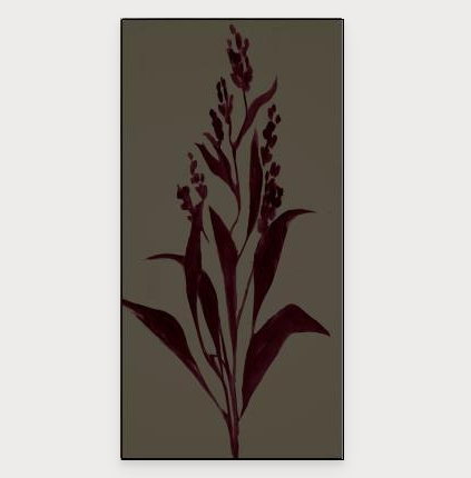Lilty Maroon II
