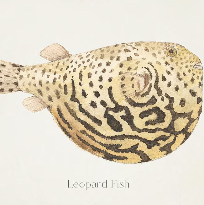 Leopard Fish - 13 Hub Lane   |  Under Glass Prints & Art