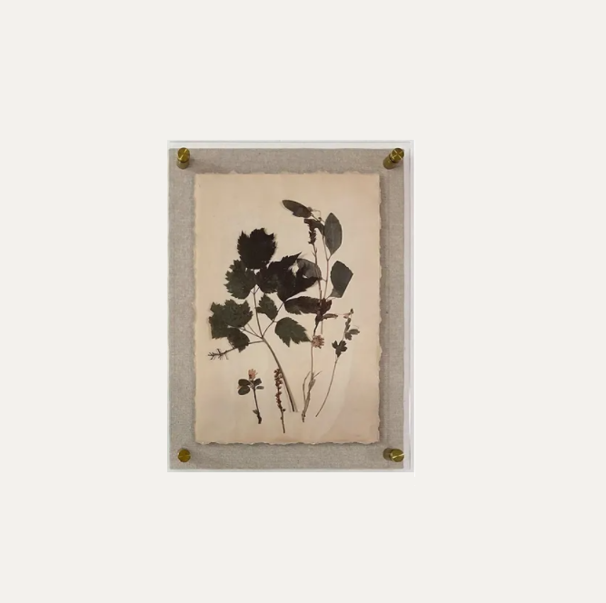 Dried Botanical Print - 13 Hub Lane   |  