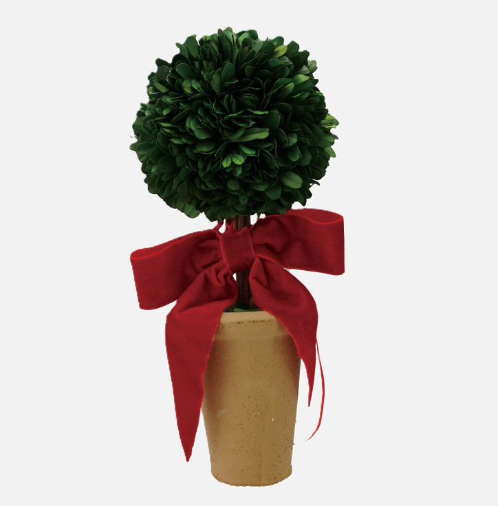 Dried Boxwood Tree in Terra-Cotta Pot w/ Velvet Bow