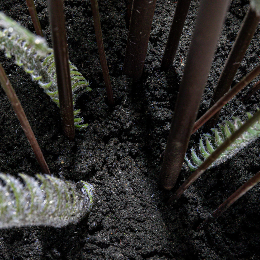 Faux Fern Tree in Plastic Pot - 13 Hub Lane   |  Potted Plants