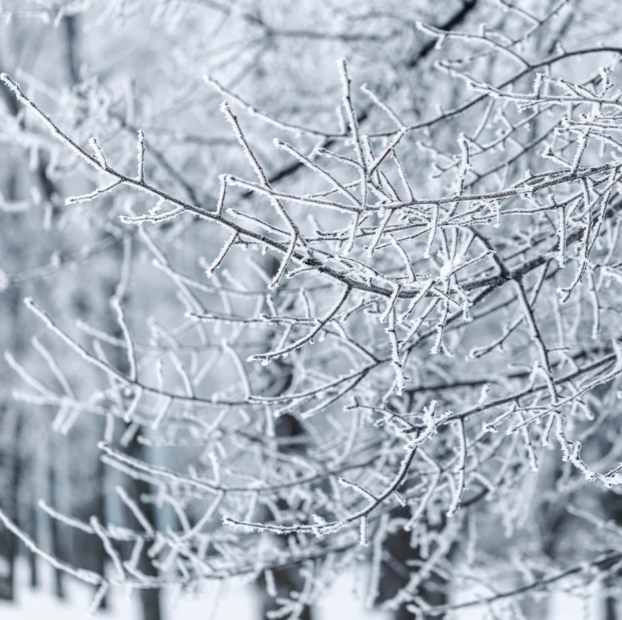 Archipelago Winter Frost Reed Diffuser - 13 Hub Lane   |  