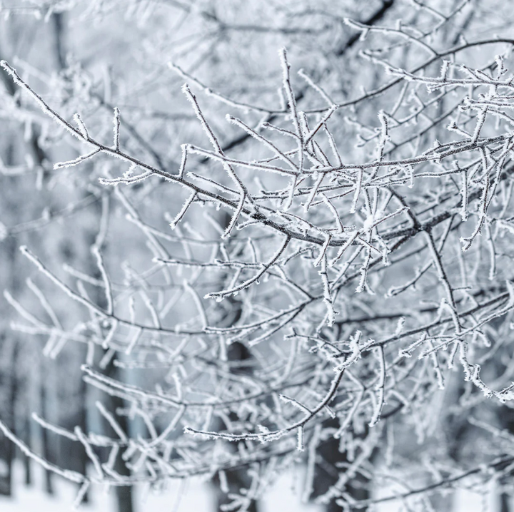 Archipelago Winter Frost Reed Diffuser - 13 Hub Lane   |  