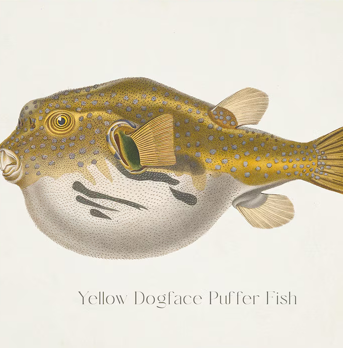 Yellow Dogface Puffer Fish - 13 Hub Lane   |  Under Glass Prints & Art