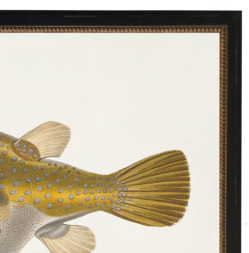 Yellow Dogface Puffer Fish - 13 Hub Lane   |  Under Glass Prints & Art