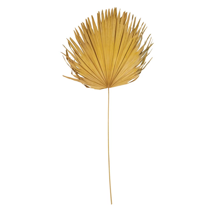 Dried Palm Leaf - 13 Hub Lane   |  Dried Palms