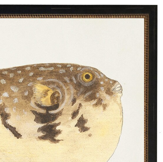 Puffer Fish - 13 Hub Lane   |  Under Glass Prints & Art