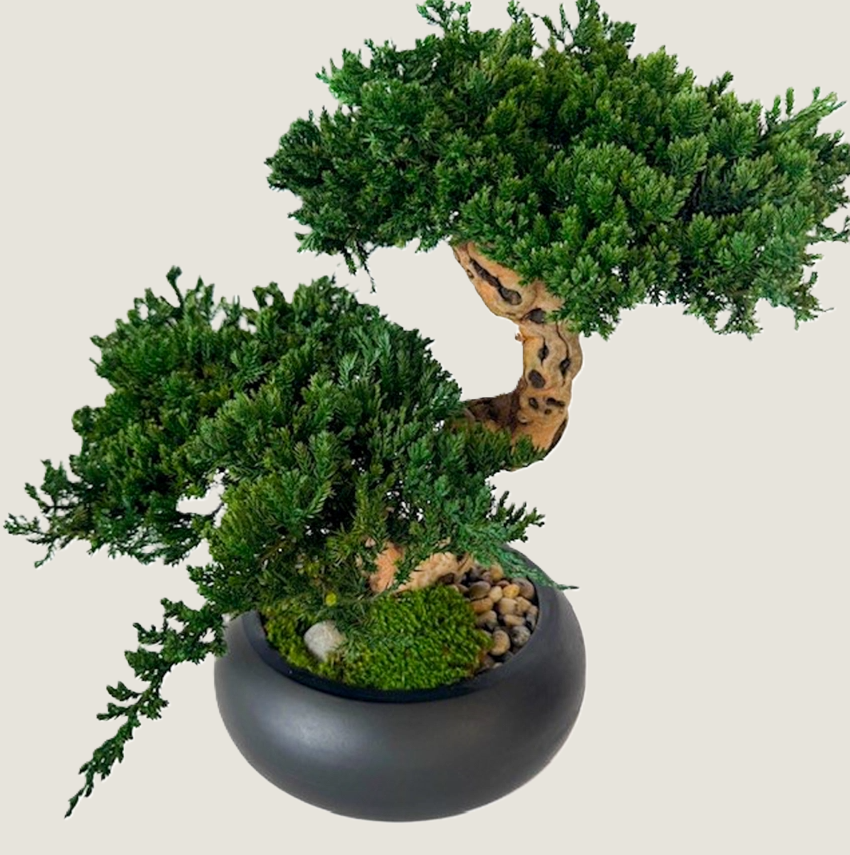 Double Monterey Preserved Bonsai