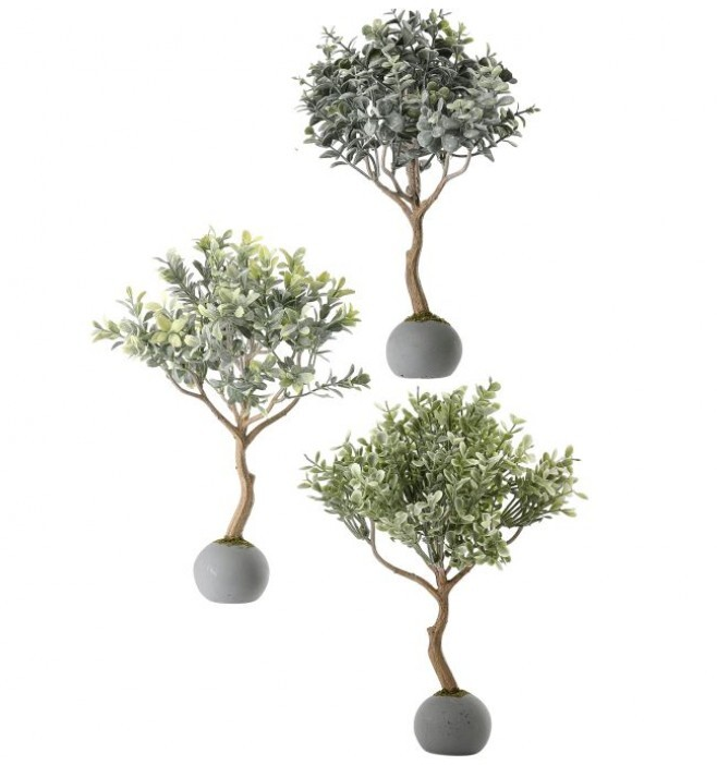 Frost Boxwood Topiary in Cement Ball