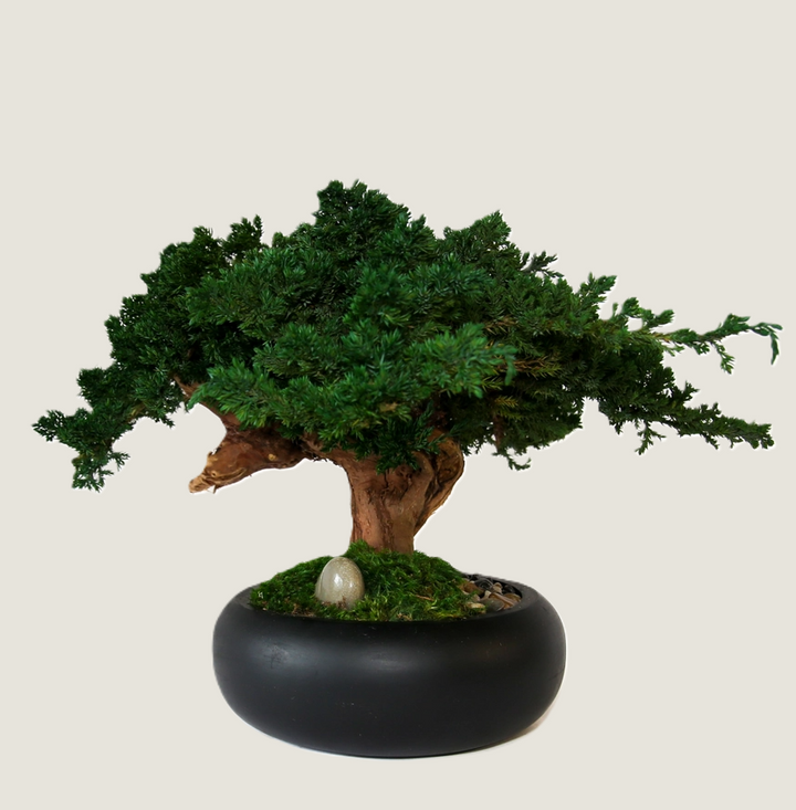 Preserved Bonsai Tree in 8" Mango Wood Bowl