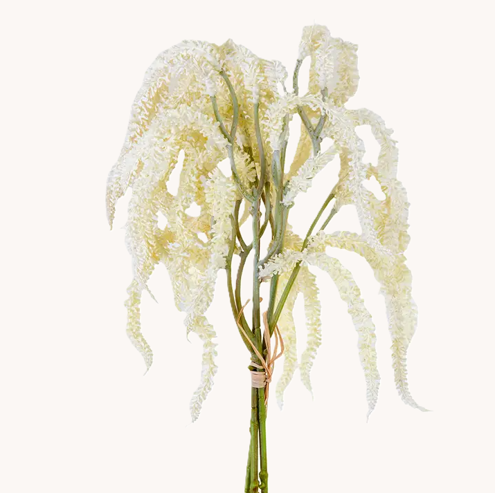 Amaranthus Bundle, Cream