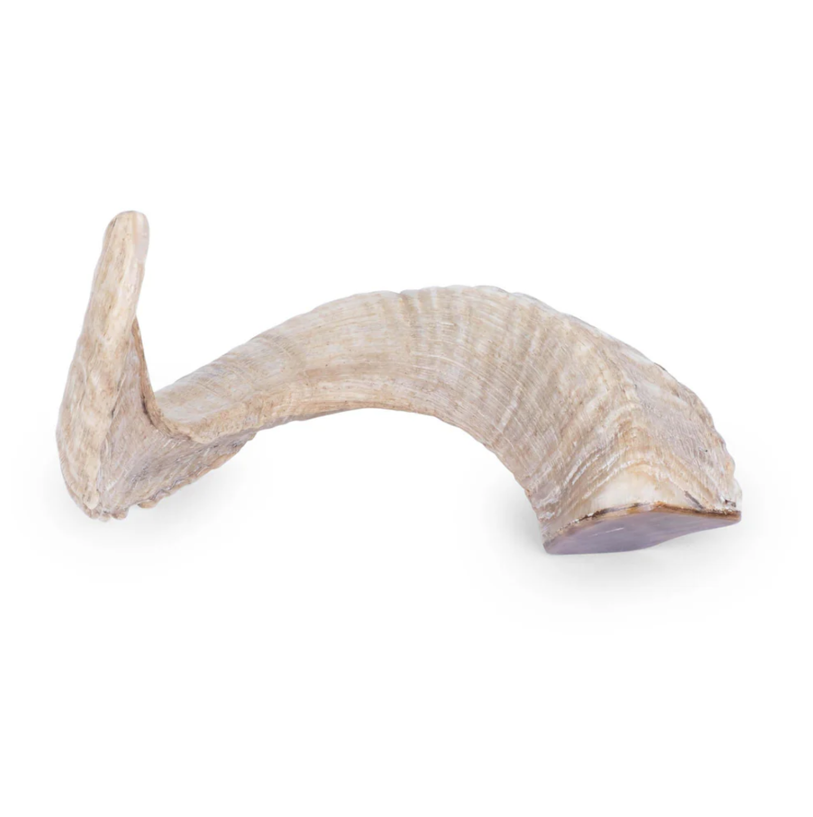 Ngala Trading Ram Horn - Thumbnail 3