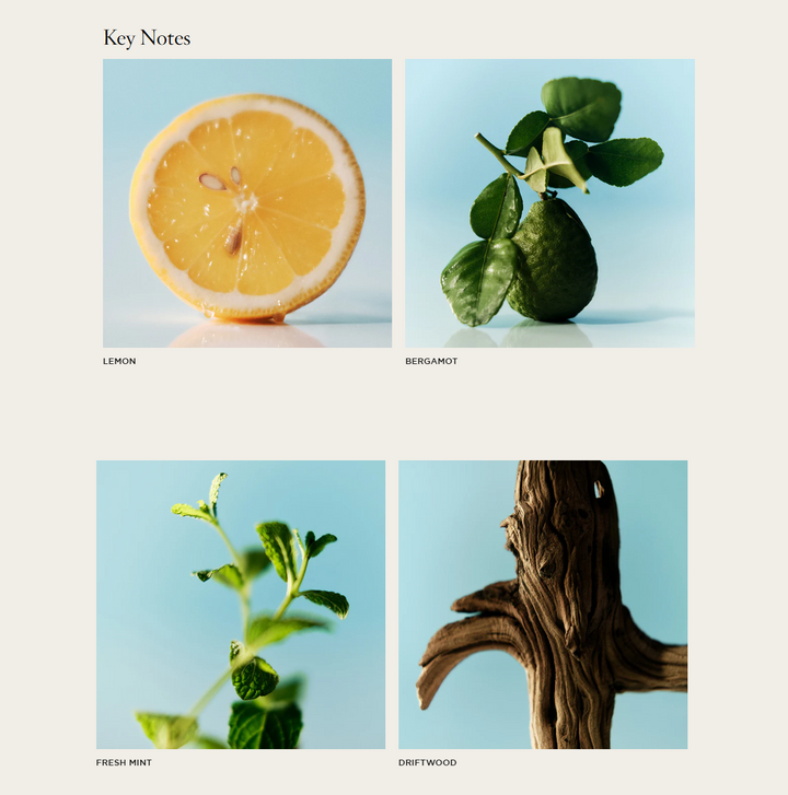 NEST Amalfi Lemon & Mint Reed Diffuser - 13 Hub Lane   |  Amalfi Lemon & Mint