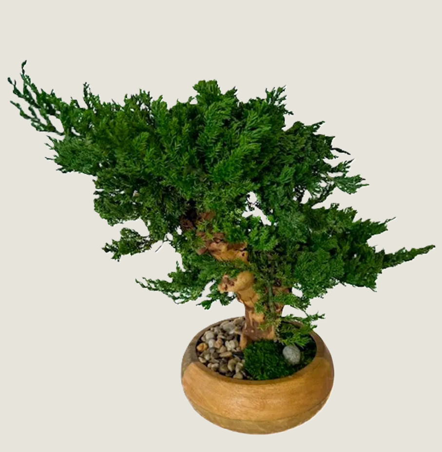 Double Monterey Preserved Bonsai