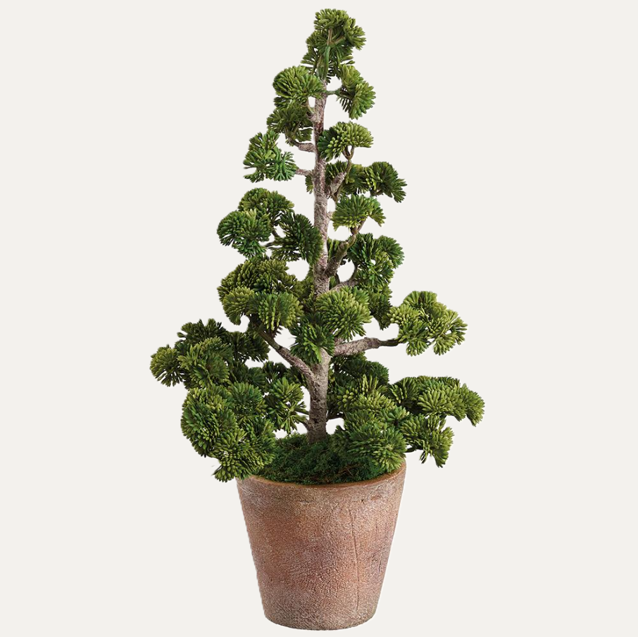 Ming Pine Tree in Cement Pot - 13 Hub Lane   |  