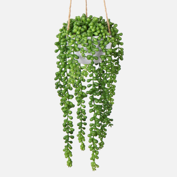 Hanging Senecio Plant Stem