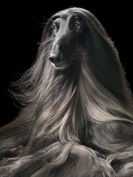 Dogs by Tim Flach