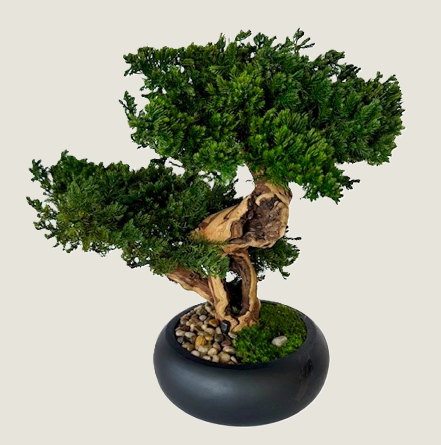 Double Monterey Preserved Bonsai