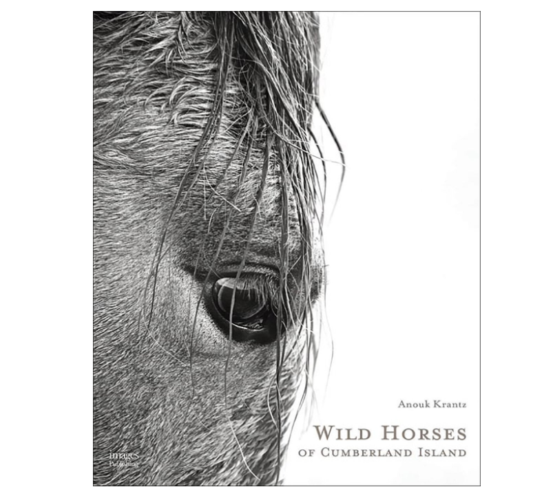Wild Horses of Cumberland Island