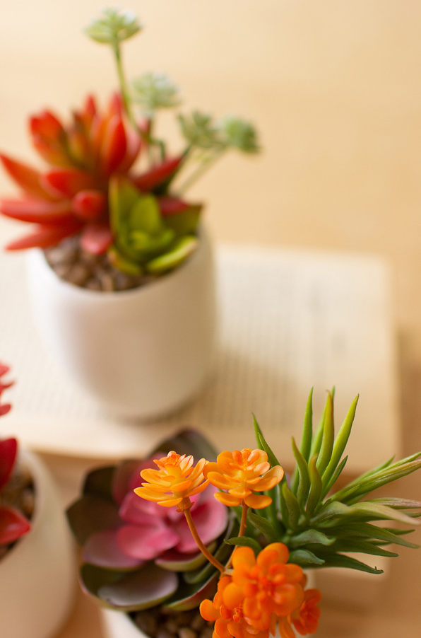 Succulent in White Pot