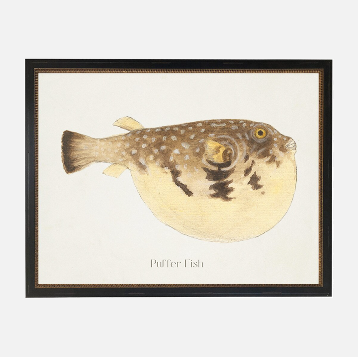 Puffer Fish - 13 Hub Lane   |  Under Glass Prints & Art