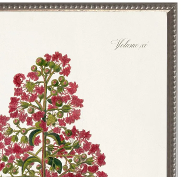 Crepe Myrtle, Blue Mat
