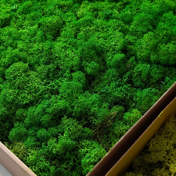 Preserved Reindeer Moss, 16oz. - 13 Hub Lane   |  