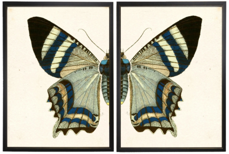 Grey Butterfly Dyptich