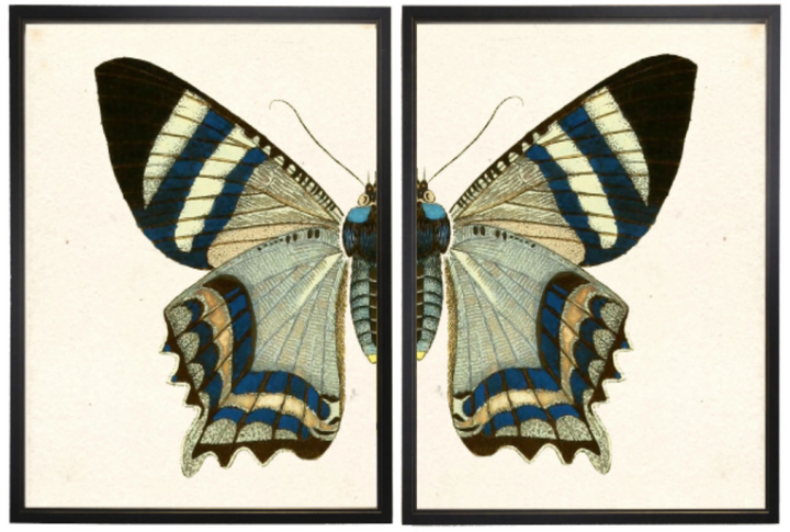 Grey Butterfly Dyptich