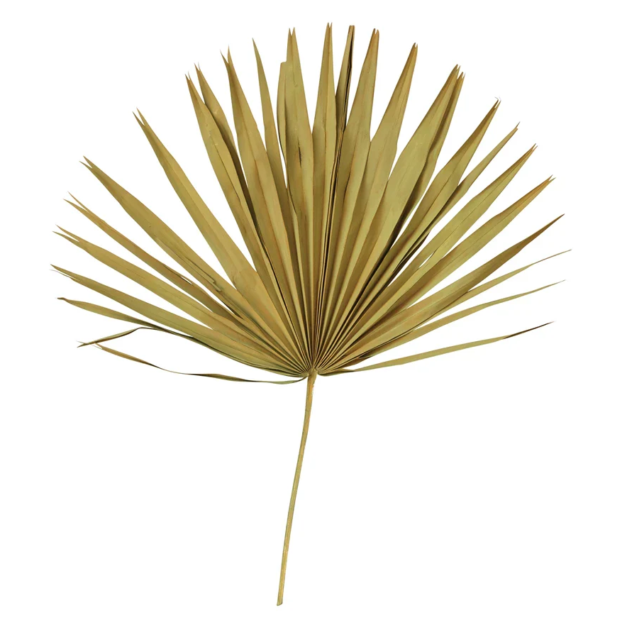 Dried Palm Leaf Bunch - 13 Hub Lane   |  Dried Palms
