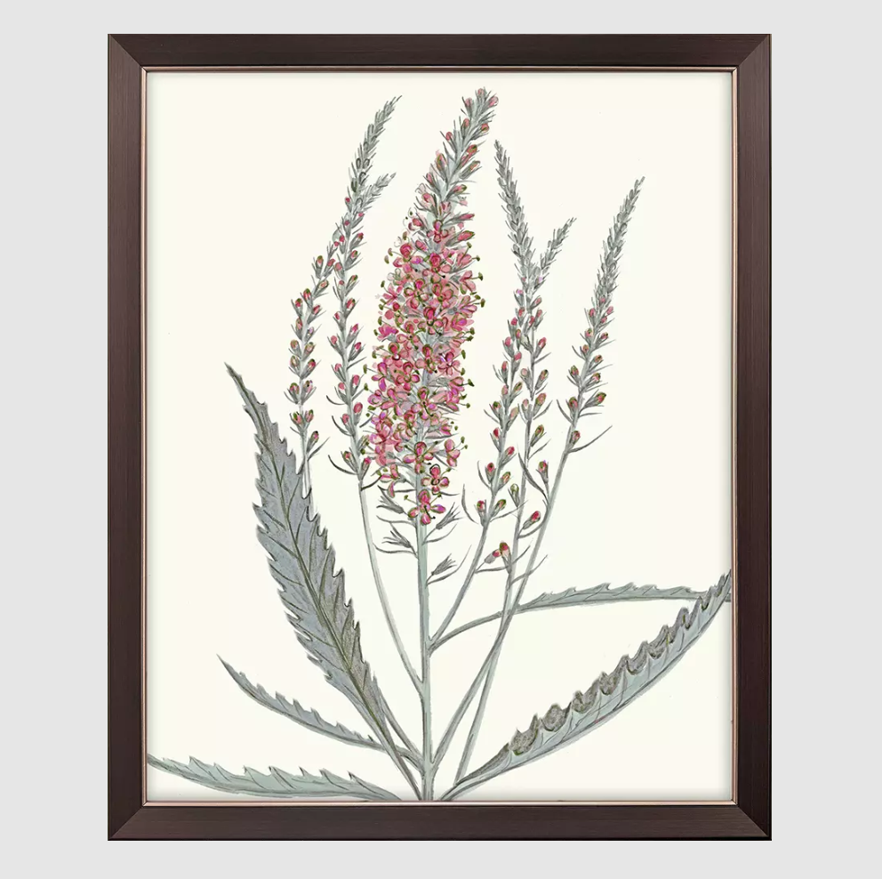 Pink Veronique II - 13 Hub Lane   |  