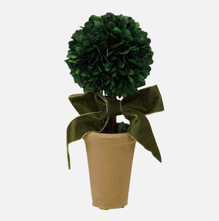 Dried Boxwood Tree in Terra-Cotta Pot w/ Velvet Bow