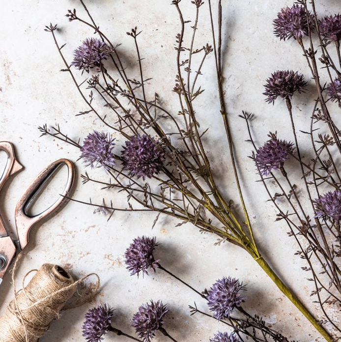 Melaleuca Purple Stem