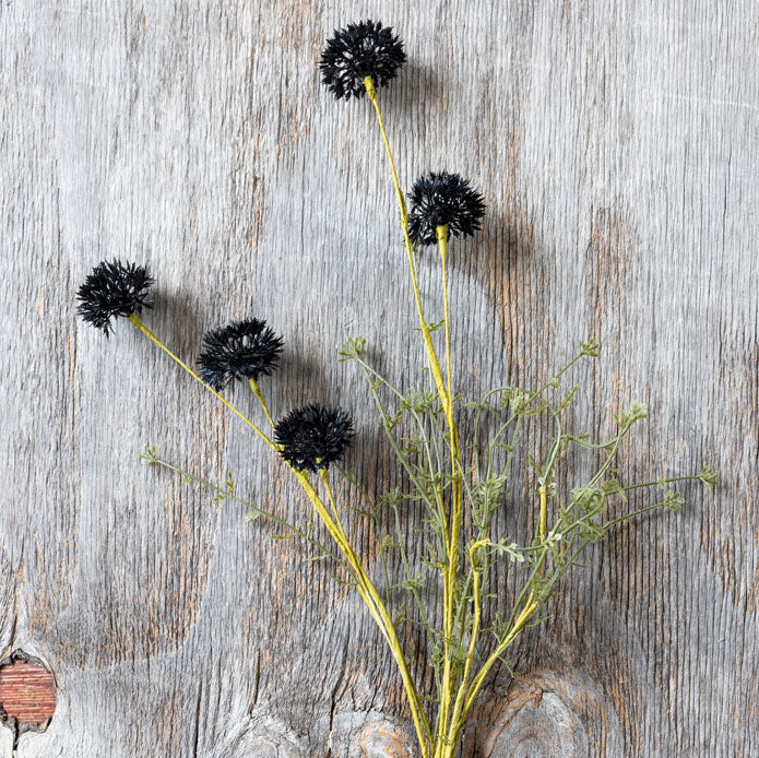 Melaleuca Noir Stem