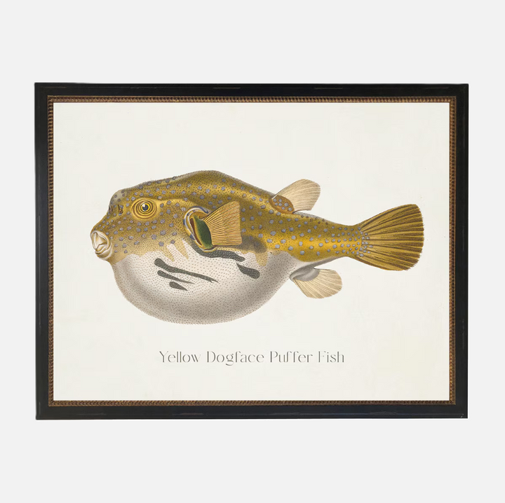 Yellow Dogface Puffer Fish - 13 Hub Lane   |  Under Glass Prints & Art
