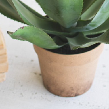 Agave in Faux Terracotta Pot - 13 Hub Lane   |  Potted Plants
