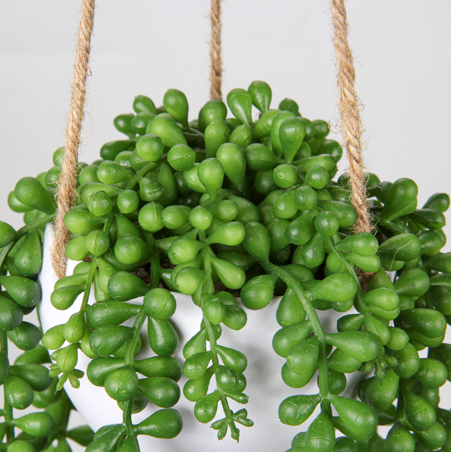Hanging Senecio Plant Stem