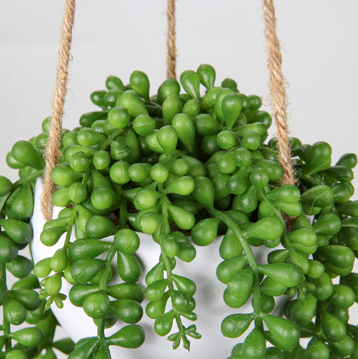 Hanging Senecio Plant Stem