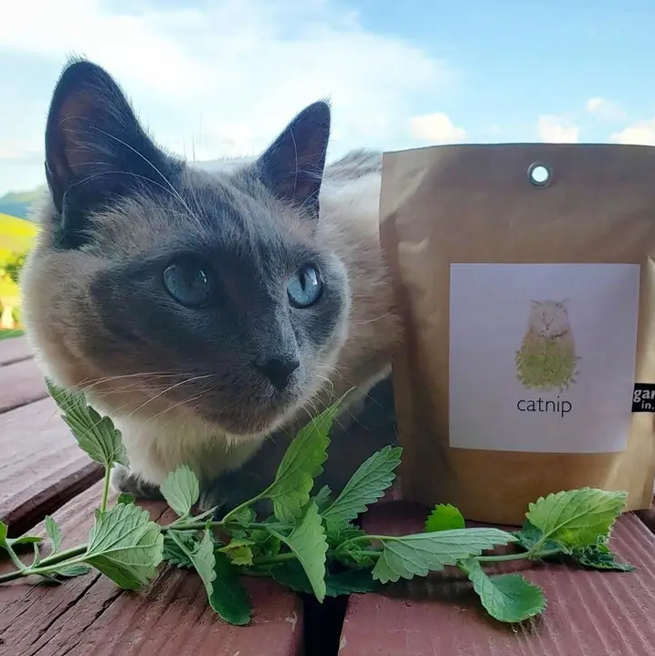 Garden in a Bag, Catnip