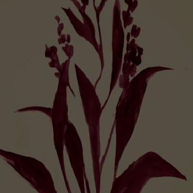 Lilty Maroon II