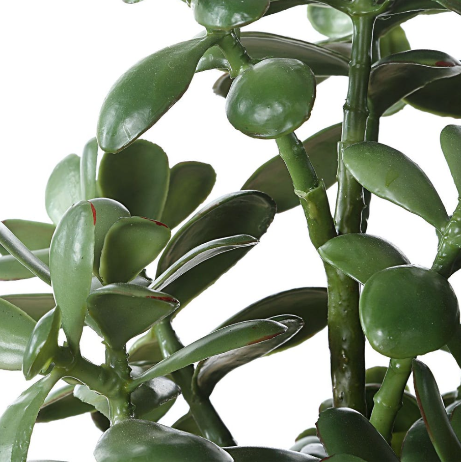 Crassula Jade Accent - Thumbnail 5
