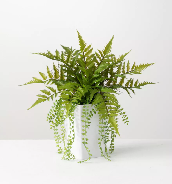 White Potted Fern
