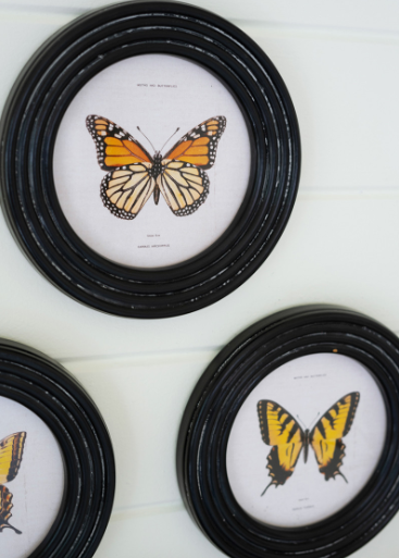 Framed Butterfly Prints, Under Glass - 13 Hub Lane   |  