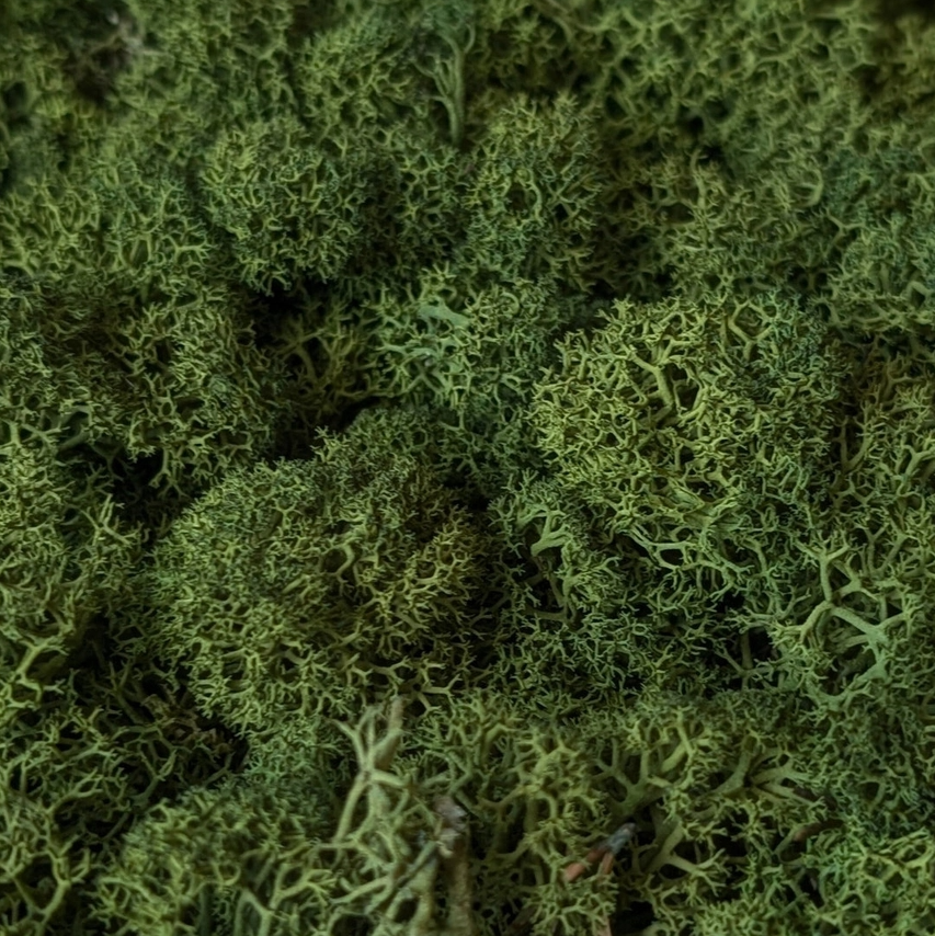 Preserved Reindeer Moss, 16oz. - 13 Hub Lane   |  
