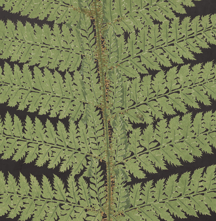 Aged Black Fern 'B' - Thumbnail 3